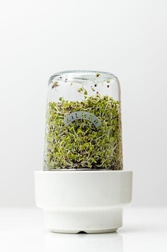 Kilner Sprossenglas Keimglas Set für Brokkolianbeter mit Anleitung und Edelstahlgerüst